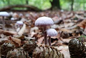 Mushroom on the forest floor (Photo by zenaphoto from Getty Images Signature)