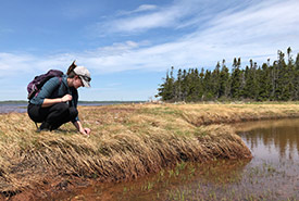Percival River nature reserve is NCC's largest nature reserve on PEI, and part of the largest, unbroken tract of contiguous salt marsh in the province. The area is home to ecologically rich wetland habitat and coastal forest. (Photo by NCC)