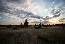 Napanee Plain Alvar Nature Reserve, ON (Photo by Vincent Luk & Evermaven)