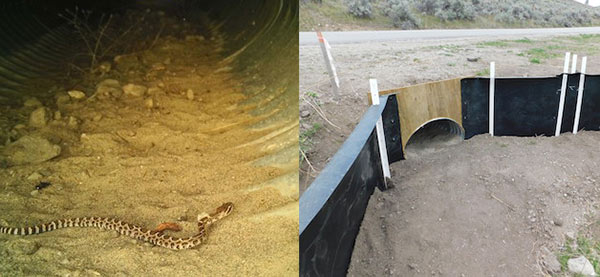 A wildlife eco-passage with fence directs animals into culvert (left); a newborn western rattlesnake travels in culvert. (Photos by Jade Spruyt (left) and Stephanie Winton (right))