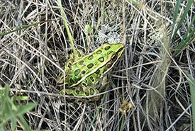 Northern leopard frog (Photo by NCC)