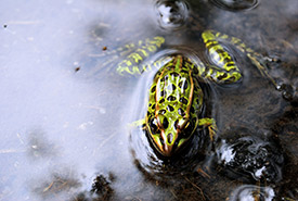 Northern leopard frog (Photo by Sean Feagan/NCC staff)