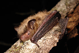 Northern long-eared bat (Photo by Joe Poissant)