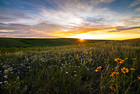 The sun setting on a prairie of wildflowers at Old Man on His Back Prairie and Heritage Conservation Area in southern Saskatchewan. The Nature Conservancy of Canada has been engaging with a group of Indigenous advisors from local nations to develop a Bison Management Plan for these lands, which are part of the traditional territories of the Niitsitapi, Nakoda, Dakota, Lakota, Anishnaabe, and Nêhiyawak Peoples as well as the homeland of the Métis. (Photo by Jason Bantle)