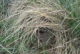 Open cup nest of a vesper sparrow, a ground nesting grassland songbird (Photo by Sarah Ludlow/NCC staff)