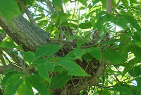 Open cup nest of a western kingbird in the branches of a tree (Photo by Sarah Ludlow/NCC staff)