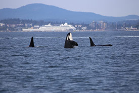 Orcas in front of a ferry (Photo by Dick Martin on Unsplash)