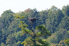 Osprey nest on Lac Papineau in Kenauk, viewed by several participants in the 2016 survey (Photo by Richard Gregson)