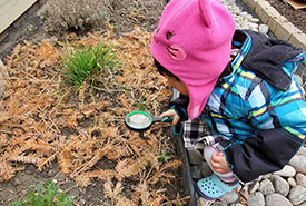 My toddler inspecting the branches and needles I've scattered around the wild nodding onion plant. (Photo by Wendy Ho/NCC staff)