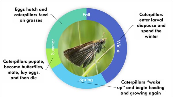 Lifecycle of the Poweshiek skipperling (Photo by NCC)