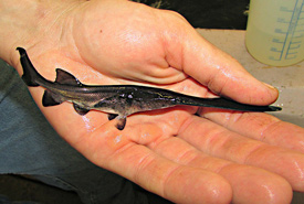 A 60-day-old American paddlefish <i>(Polyodon spathula)</i> fry (Photo from Wiki Commons)