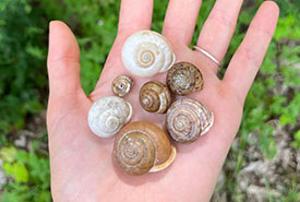 Seven native species of snail found on Pelee Island: white lipped globe, white-lipped, eastern-banded tigersnail, flamed tigersnail, striped whitelip, broad-banded forestsnail and shagreen . (Photo by Jasmine Eagleden/NCC staff)