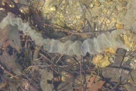 Perch eggs (Photo by Lake Sagamore Community Association)