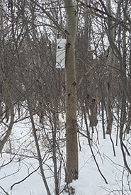 Location of nest tube #1 (Photo by Sarah Ludlow/NCC staff)