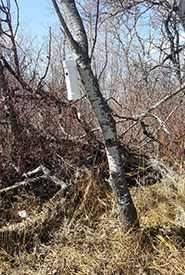 Location of nest tube #4 (Photo by Sarah Ludlow/NCC staff)