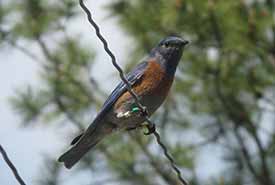 A male western bluebird perches on a fence in southern British Columbia. Note the coloured leg bands, which allow observers to identify the bird. (Photo by Catherine Dale)