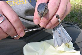 An ornithological pedicure: The author takes a claw clipping from a western bluebird for stable isotope analysis. (Photo by Catherine Dale)