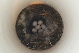 Black-capped chickadee clutch of eggs within nest tube (Photo by Sarah Ludlow/NCC staff)