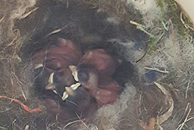 Five chickadee chicks ~1 day old and one unhatched egg (Photo by Sarah Ludlow/NCC staff)