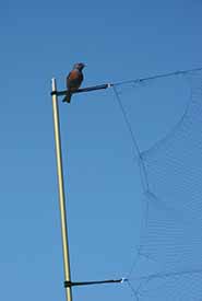 A male western bluebird taunts me by perching on my mist net. (Photo by Catherine Dale)