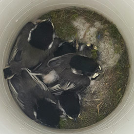 Chickadee chicks in nest tube (Photo by Sarah Ludlow/NCC staff)