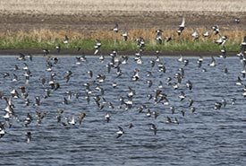 A flock of shorebirds takes to the air at Oak/Plum Lake Important Bird Area, a migration stopover site in Manitoba. The mixed-species flock includes Wilson’s phalaropes, red-necked phalaropes, stilt sandpipers, pectoral sandpipers, dunlin, white-rumped sandpipers and semipalmated sandpipers. (Photo by Christian Artuso)