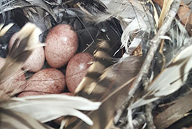 House wren eggs in nest tube (Photo by Sarah Ludlow/NCC staff)