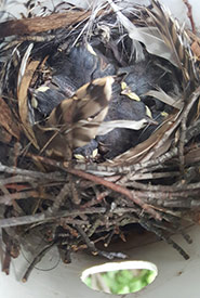 House wren chicks in nest tube (Photo by Sarah Ludlow/NCC staff)