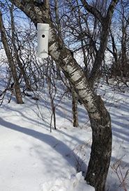 Location of nest tube #3 (Photo by Sarah Ludlow/NCC staff)