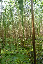 European common reed and frogbit occurring together. (Photo by Courtney Robichaud)