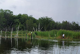 NCC staff and volunteers working to control phragmites on Georgian Bay, ON (Photo by Sara Meyer/NCC staff)