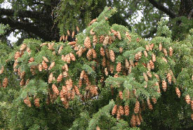 White spruce with cones (Photo by Manitoba Museum)