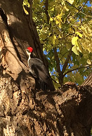 Pileated woodpecker in a tree (Photo by Susan Huebert)