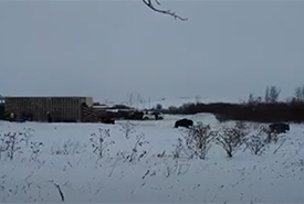 Plains bison being released to The Key First Nation lands (Photo by Parks Canada)