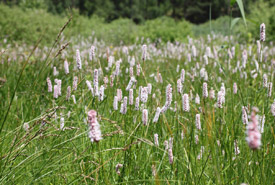 The flowers of bistort (Polygonum bistorta). (Photo by NaturSchutzFonds)