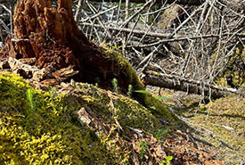 Post Hurricane Fiona. Photo shows very young red spruce, balsam fir and yellow birch seedlings which will be a significant component of the next forest (Photo by Peter Neily)