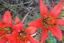 Prairie lilies on the road approach (Photo by Lucy Weston) 