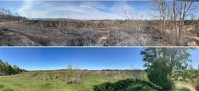 Top: After prescribed burn completed. Bottom: One month after the burn. (Photos by Liv Monck Whipp/NCC staff)