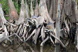 Raccoons at a swamp in New Orleans, US (Photo by NCC)