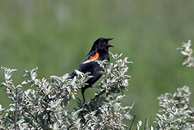 Red-winged blackbird singing from wolf willow (Photo by Mike Dembeck)