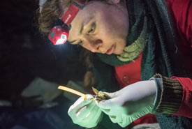 Rochelle Kelly takes measurements of a pallid bat. (Photo by Richard McGuire)