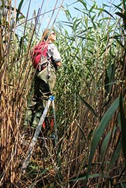 Me on a six-foot ladder amidst European common reed, to illustrate its height and density. (Photo by Courtney Robichaud)