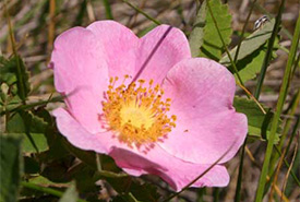 This prickly rose is visited by flies and small bees. (Photo by Dr. Diana Bizecki Robson)