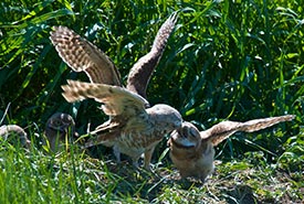 Burrowing owl feeding its young (Photo by Karol Dabbs)