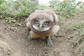 Burrowing owl (Photo by Karol Dabbs)
