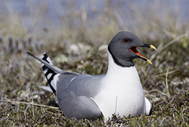 Sabine's gull (Photo by James M. Richards)