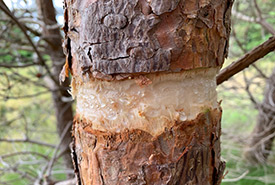 Scotch pine girdling (Photo by Chirathi Wijekulathilake/NCC staff) 