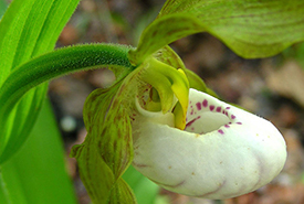 Small white lady's-slipper (Photo by Eric Soehren, CC-BY-NC)