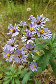 Smooth blue aster (Photo by Sarah Ludlow/NCC staff)