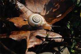 Snail on a leaf (Photo by bigwhites from Getty Images/Canva)